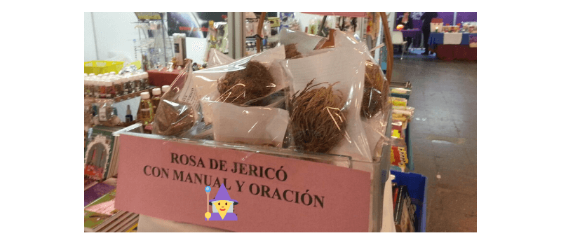 Rosa de Jericó: Historia y cuidados